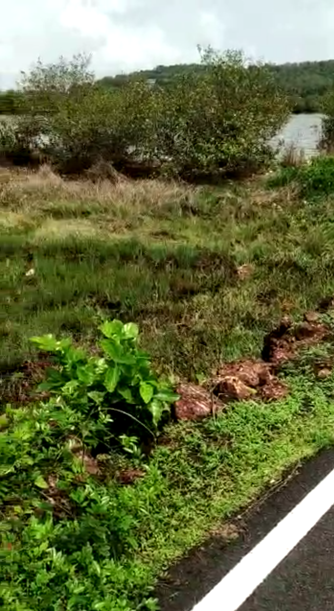 3,000 Sq Mt Agricultural Land for Sale on Main Road Near Water Body in Salvador do Mundo, Bardez, North Goa
